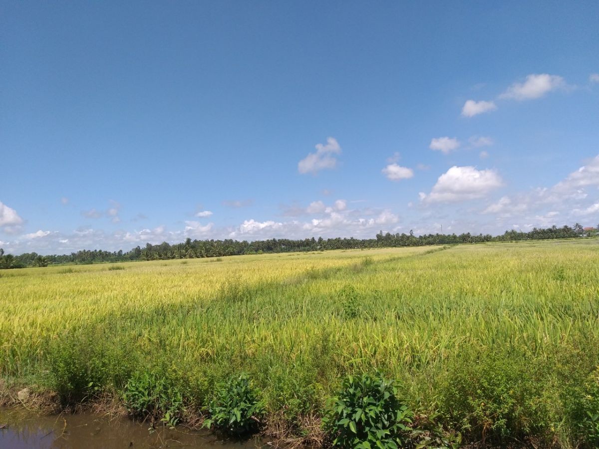 Đất ruộng Đào Duy Từ, Khu Phố 7, Rạch Sỏi, Kiên Giang, 30x50