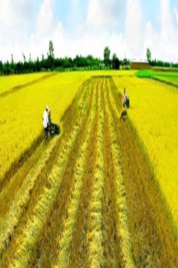 Đất nông nghiệp 2 vụ lúa tại Đông Thái, An Biên, Kiên Giang, 0798060343